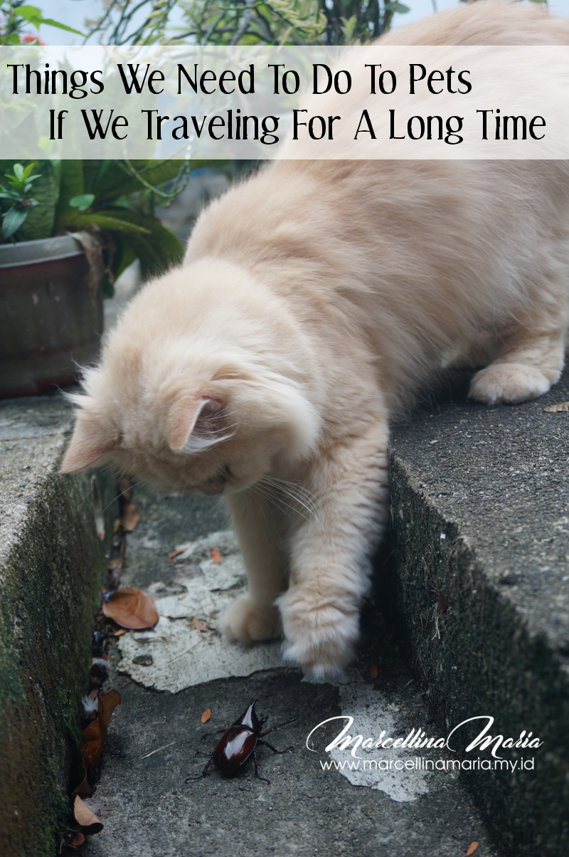 Things we need to do to pets if we traveling for a long time