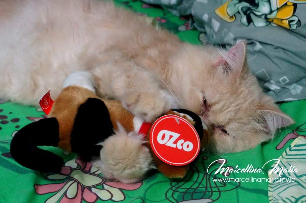 Things we need to do to pets if we traveling for a long time