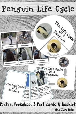 Lifecycleofapenguin